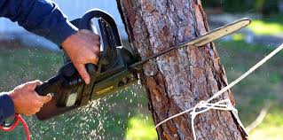 Best Tree Disease Treatment  in Twinsburg, OH